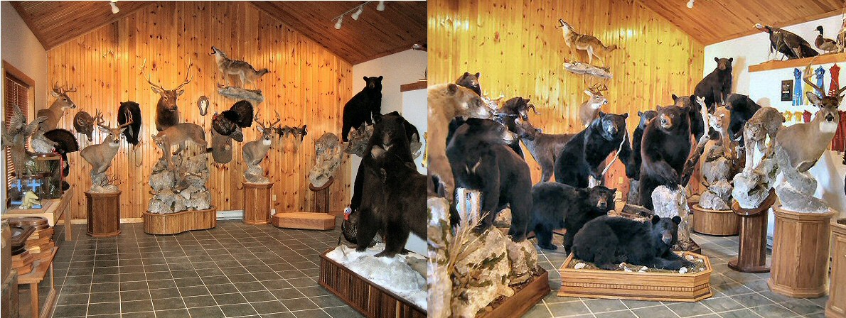 Pennsylvania Taxidermist Brown Bear Taxidermy, Pine Grove PA. Licensed, Insured, Full Time Taxidermist