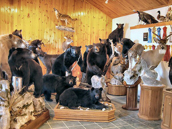 Pennsylvania Taxidermist Brown Bear Taxidermy Studios