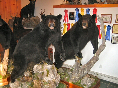 Brown Bear Taxidermy Studio Inc. -  Pine Grove, PA 570 645 3030