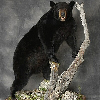 Full Body Bear Taxidermy Mounts Pennsylvania