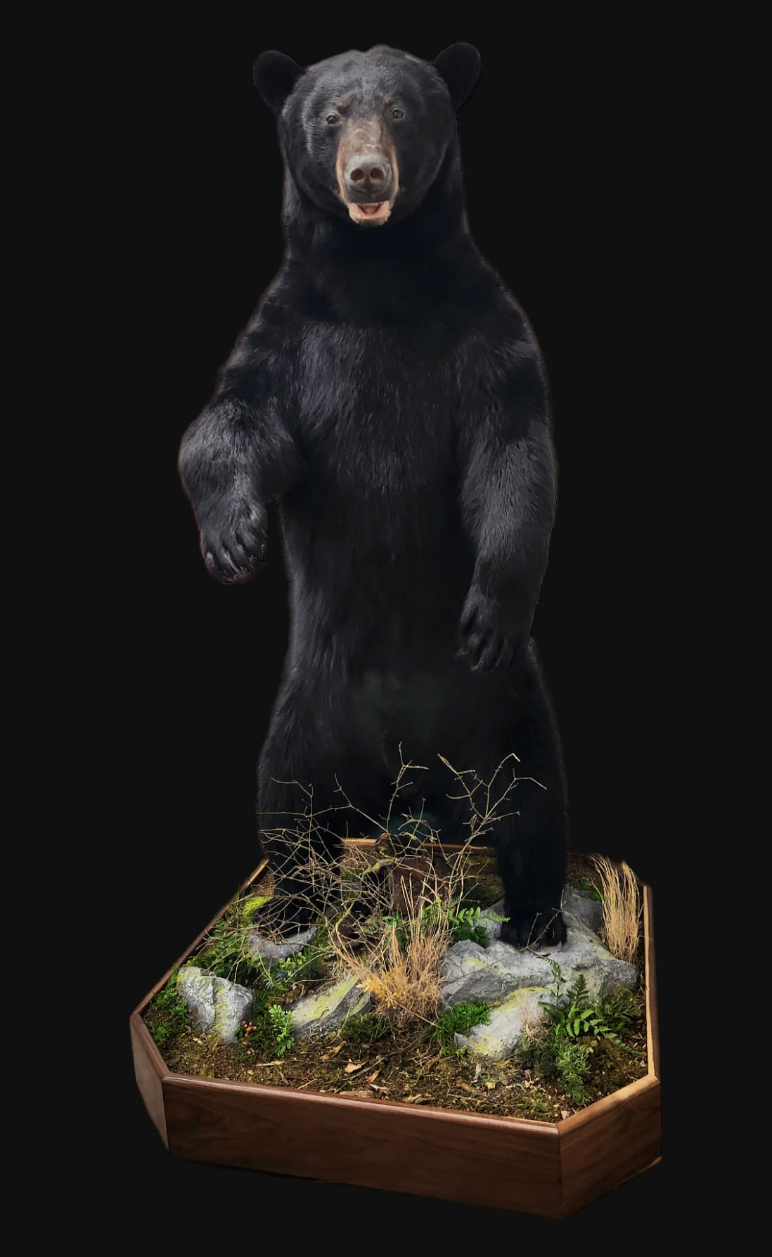 Life Size Bear Mounts Taxidermy Brown Bear Taxidermy Studio Pine Grove PA