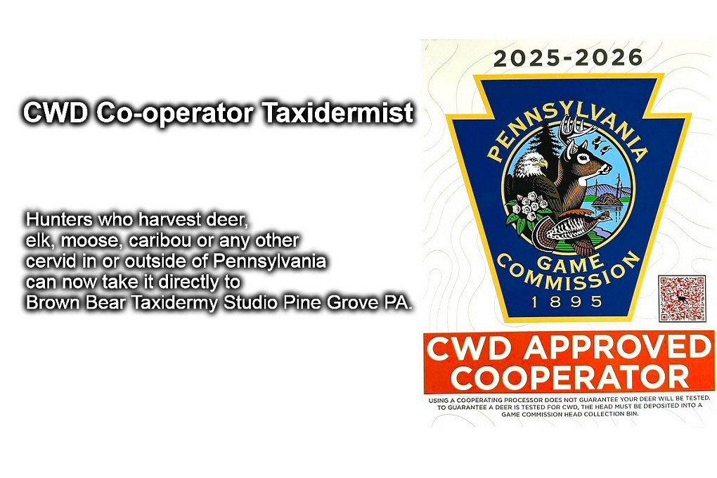 PGC CWD Approved Taxidermist! Hunters who harvest deer, elk, moose, caribou or any other cervid in or outside of Pennsylvania can now take it directly to Brown Bear Taxidermy Studio Pine Grove PA.