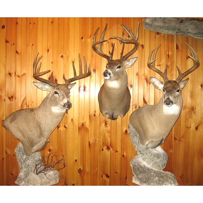 Whitetail Deer Pedestal And Shoulder Mounts PA.