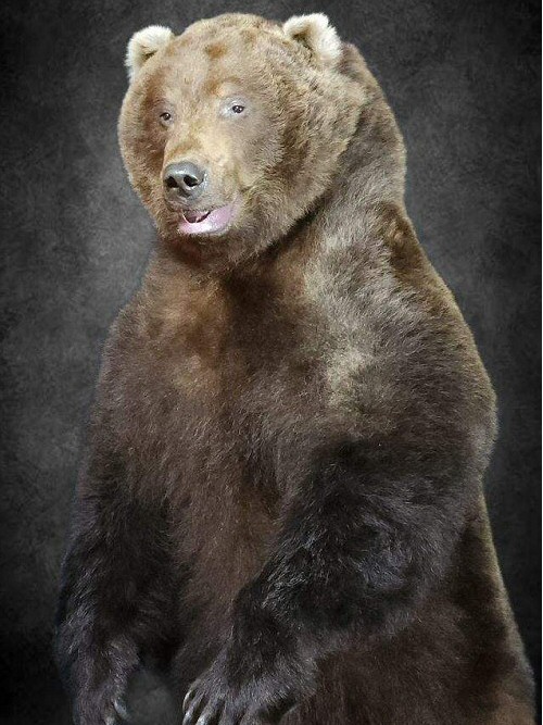 Life Size Brown Bear Taxidermy Mounts