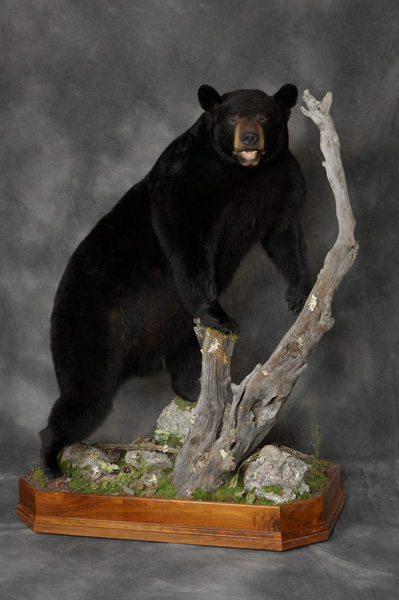 Black Bear Taxidermy