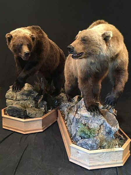 Bear Taxidermist In Pennsylvania - Brown Bear Taxidermy