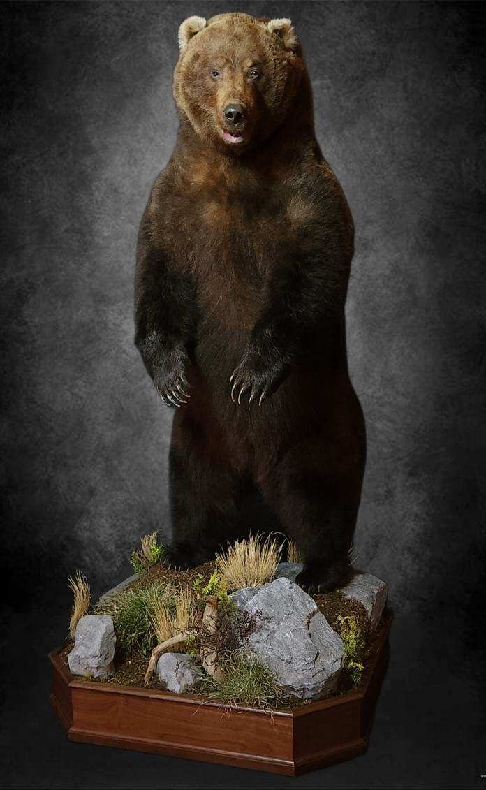Life Size Brown Bear Taxidermy Mounts