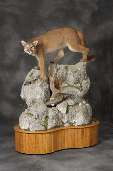 Cougar Mountain Lion Taxidermy Pennsylvania